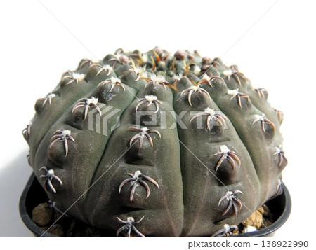 Gymnocalycium 'Auspicious Jade' Gymnocalycium 'Auspicious Jade' 138922990