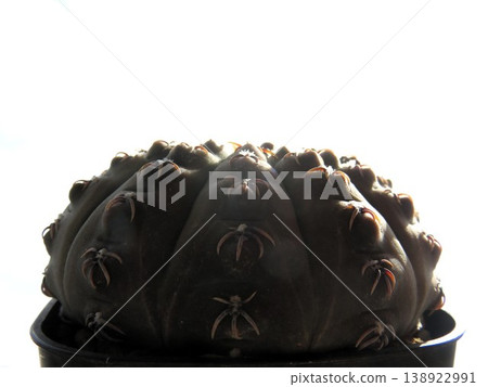 Gymnocalycium '吉祥玉' 138922991
