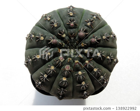 Gymnocalycium '吉祥玉' Gymnocalycium '吉祥玉' 138922992