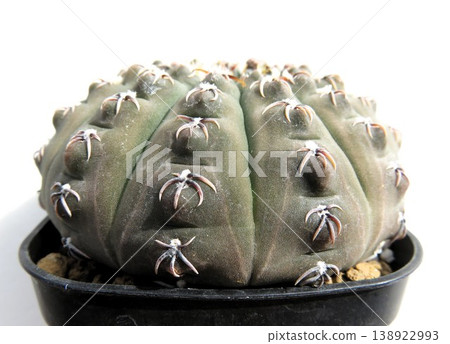 Gymnocalycium '吉祥玉' 138922993