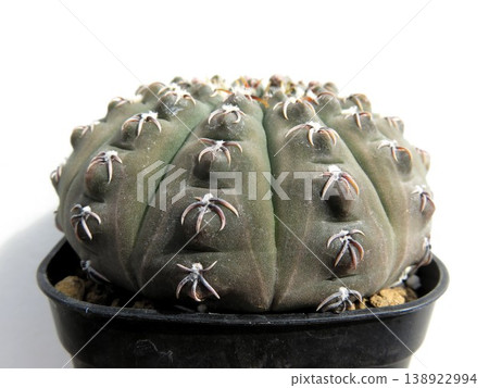 Gymnocalycium '吉祥玉' Gymnocalycium '吉祥玉' 138922994