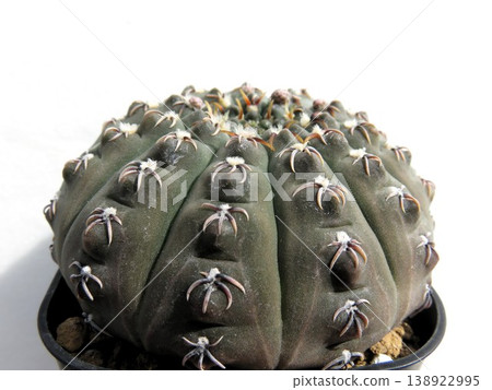 Gymnocalycium '吉祥玉' Gymnocalycium '吉祥玉' 138922995