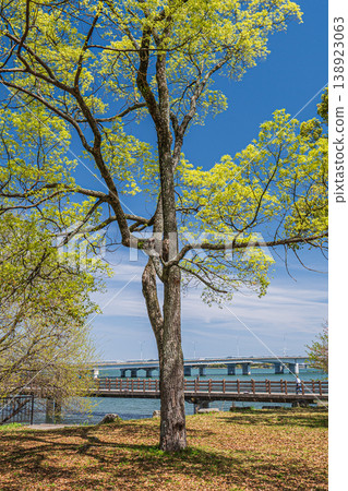 Fresh green trees at Zeze Castle Ruins Park, Otsu City, Shiga Prefecture 138923063