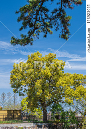 Zeze Castle Ruins Park, large trees in fresh greenery, Otsu City, Shiga Prefecture Zeze Castle Ruins Park, large trees in fresh greenery, Otsu City, Shiga Prefecture 138923065