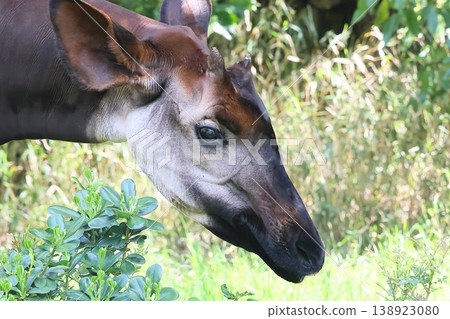 Okapi Okapi 138923080