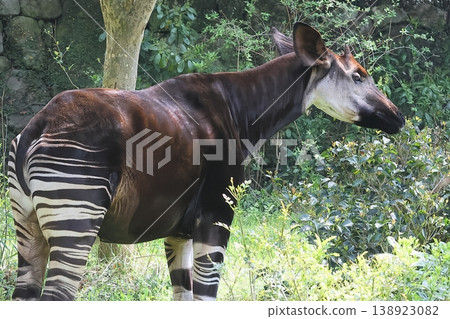Okapi Okapi 138923082