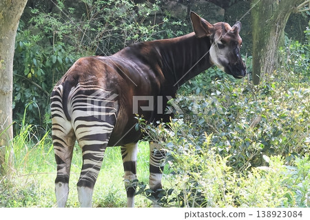 Okapi Okapi 138923084