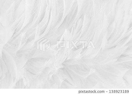 Beautiful white grey bird feathers pattern texture background. Beautiful white grey bird feathers pattern texture background. 138923189
