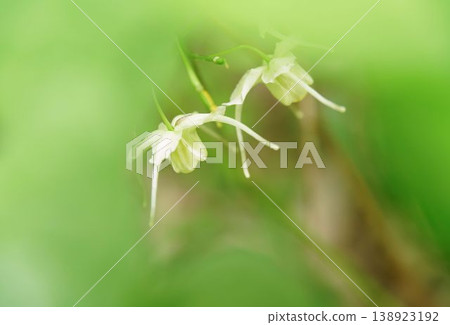 Freshwater leek Freshwater leek 138923192