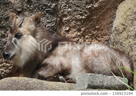 Japanese serow 138923194