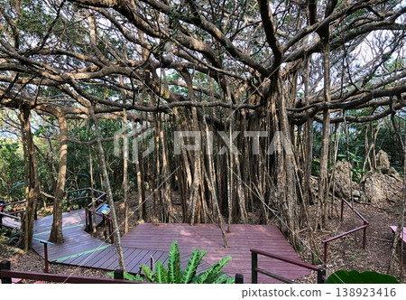 Banyan tree Banyan tree 138923416