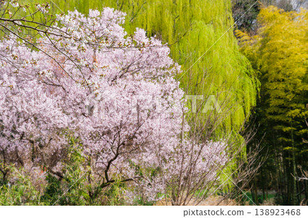 Sakura and bamboo grove Sakura and bamboo grove 138923468