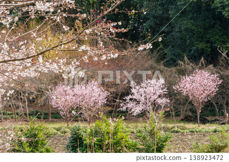 Cherry blossoms in the field Cherry blossoms in the field 138923472