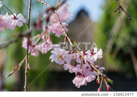Branded cherry blossoms and old houses Branded cherry blossoms and old houses 138923477
