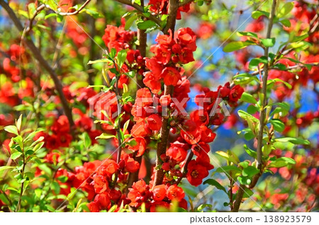 一棵開著紅花的榅桲樹 一棵開著紅花的榅桲樹 138923579