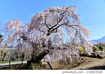 柳堂寺的垂枝櫻花在藍天的襯托下格外醒目。 138923580