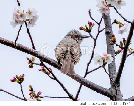 Cherry blossoms and bulbul 138923585