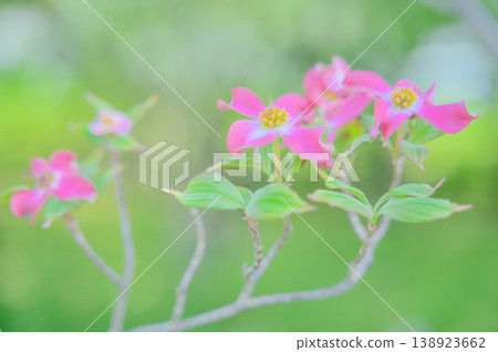 山茱萸花在翠綠的葉子間盛開,沐浴在柔和的春光中。 山茱萸花在翠綠的葉子間盛開,沐浴在柔和的春光中。 138923662