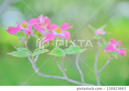 Dogwood blossoms blooming amidst the fresh green leaves, bathed in the soft light of spring. Dogwood blossoms blooming amidst the fresh green leaves, bathed in the soft light of spring. 138923663