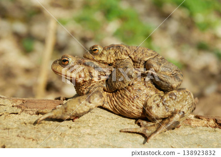 Pair mating European common toad Bufo bufo Bufonidae amphibians frog successful frogspawn inguinal and axillary amplexus engaging species reproductive behavior male embraces clasping climb female Pair mating European common toad Bufo bufo Bufonidae amphibians frog successful frogspawn inguinal and axillary amplexus engaging species reproductive behavior male embraces clasping climb female 138923832