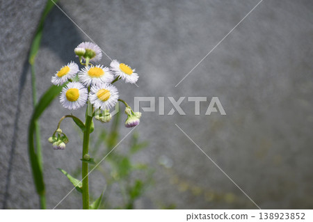 Haruzion的花和芽 138923852