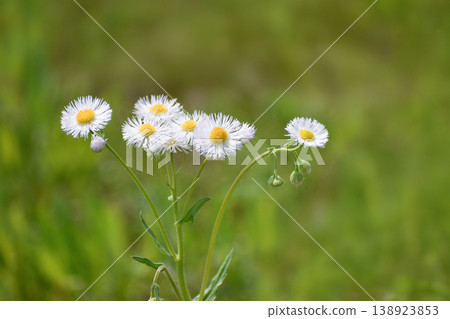 Hallion flowers 138923853