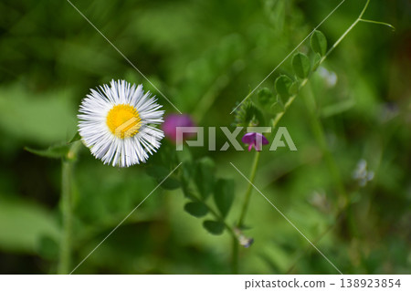 Hallion flowers 138923854