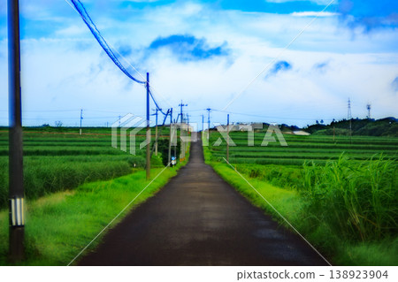 A straight road lined with utility poles, a landscape of sugarcane fields on Tanegashima Island. A straight road lined with utility poles, a landscape of sugarcane fields on Tanegashima Island. 138923904