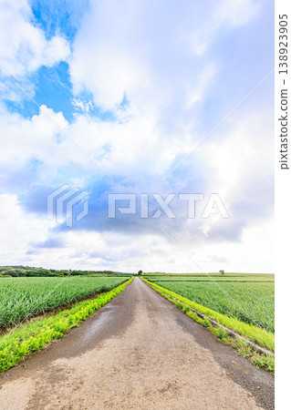 一條通往種子島廣闊甘蔗田的道路,描繪出一幅柔和寧靜的風景。 一條通往種子島廣闊甘蔗田的道路,描繪出一幅柔和寧靜的風景。 138923905