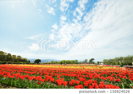 Tulip Garden (Izumi Recycling Environmental Park) [Izumi City, Osaka Prefecture] 138924026