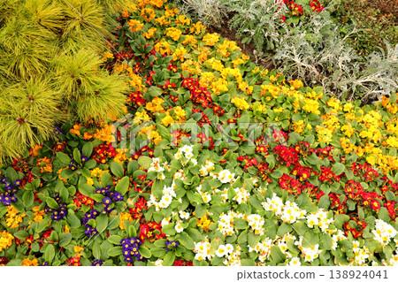 flowers in the garden flowers in the garden 138924041