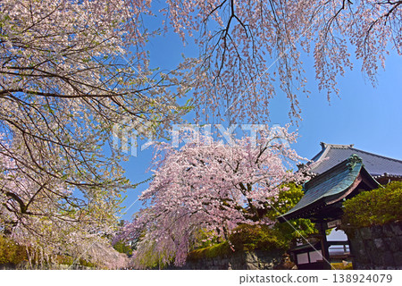 Taiseki-ji Temple, Shizuoka Prefecture, where the cherry blossoms are in full bloom. Taiseki-ji Temple, Shizuoka Prefecture, where the cherry blossoms are in full bloom. 138924079
