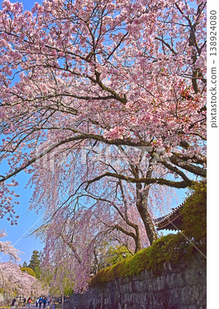 Taiseki-ji Temple, Shizuoka Prefecture, where the cherry blossoms are in full bloom. Taiseki-ji Temple, Shizuoka Prefecture, where the cherry blossoms are in full bloom. 138924080