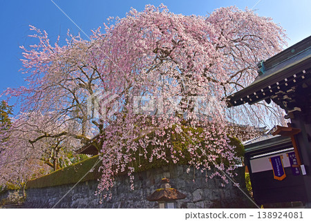 靜岡縣大石寺，櫻花盛開。 138924081