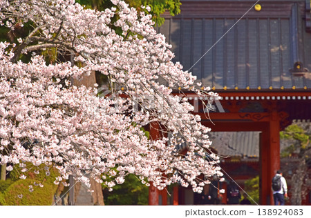 Shizuoka Prefecture: Taiseki-ji Temple with cherry blossoms in full bloom, including the main gate and cherry blossoms. 138924083