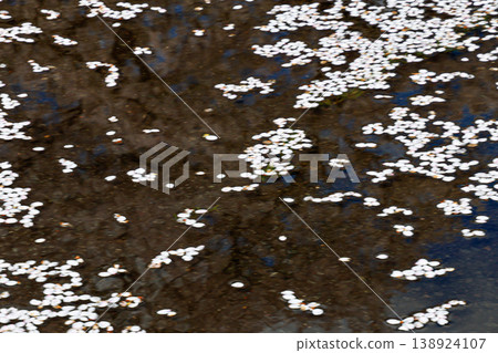 The cherry blossom petals fell The cherry blossom petals fell 138924107