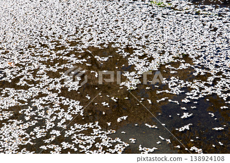 The cherry blossom petals fell The cherry blossom petals fell 138924108