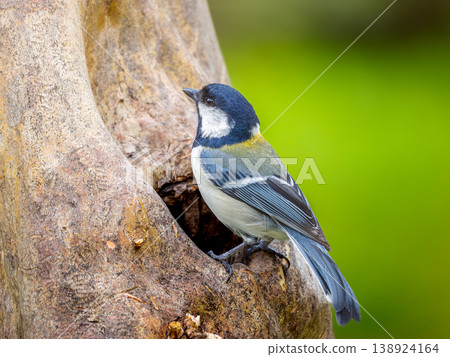 Great tit perching on a tree Great tit perching on a tree 138924164