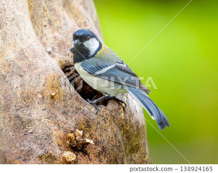 Great tit perching on a tree Great tit perching on a tree 138924165