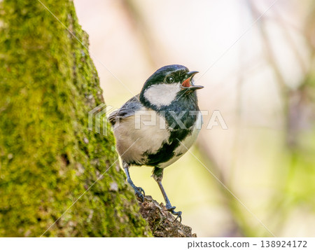 Great tit perching on a tree Great tit perching on a tree 138924172