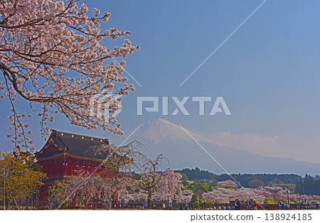 靜岡縣大石寺:盛開的櫻花、正門、櫻花和富士山。 靜岡縣大石寺:盛開的櫻花、正門、櫻花和富士山。 138924185