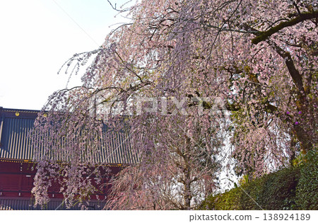 靜岡縣：大石寺櫻花盛開，包括正門和櫻花。 138924189