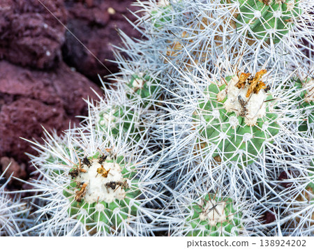 Very mysterious cactus spines Very mysterious cactus spines 138924202