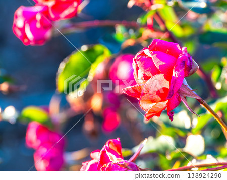 Beautiful autumn scenery: Colorful autumn roses in full bloom Beautiful autumn scenery: Colorful autumn roses in full bloom 138924290