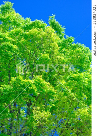 櫸樹 櫸樹 138924323