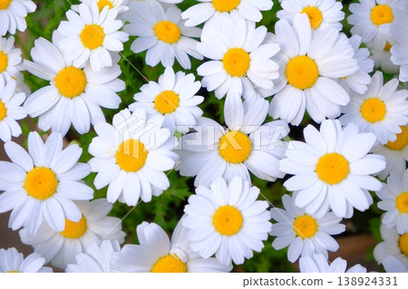  白花 138924331