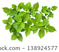 A cutout of young hydrangea leaves before the flowers bloom. 138924577