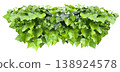Ivy leaf cutout (png background transparent) 138924578