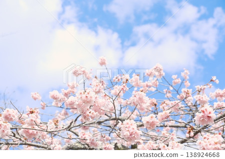 Cherry blossoms in full bloom, pale pink petals fluttering in the blue sky. Cherry blossoms in full bloom, pale pink petals fluttering in the blue sky. 138924668