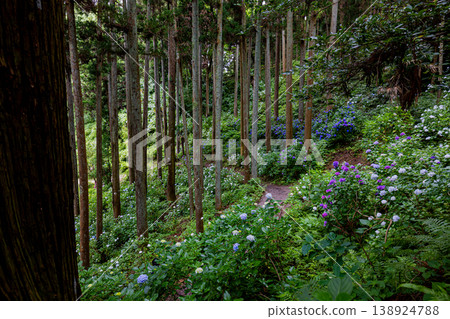 Hydrangea scenery at Hattori Farm, Chiba Prefecture Hydrangea scenery at Hattori Farm, Chiba Prefecture 138924788